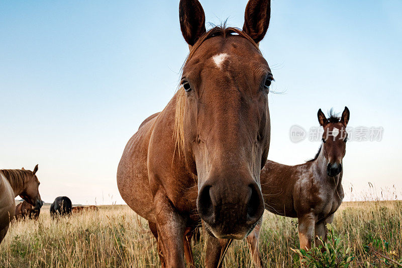 母马和小马驹在农村南部阿尔伯塔地区放牧