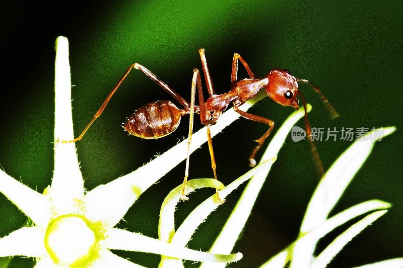 蚂蚁爬上花瓣。