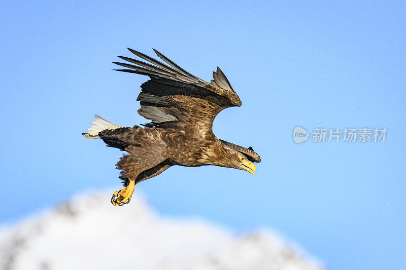 在挪威北部上空觅食的白尾鹰或海鹰