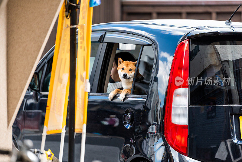 传统的乡村小镇与道路街道和秋田日本狗看着窗外
