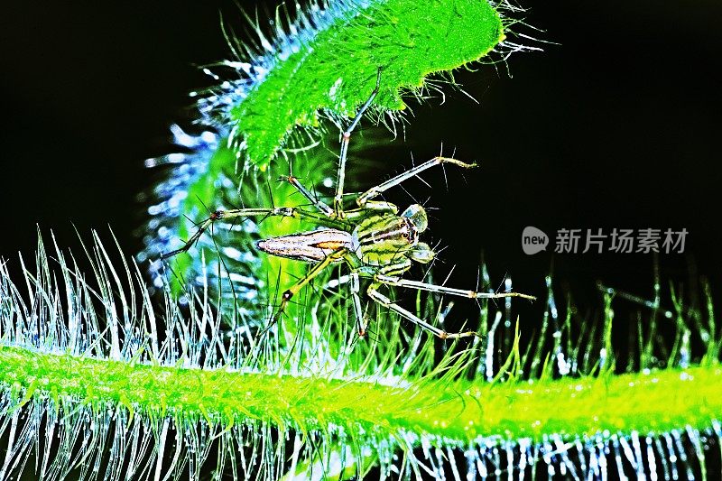 蜘蛛在毛茸茸的绿色树枝上。