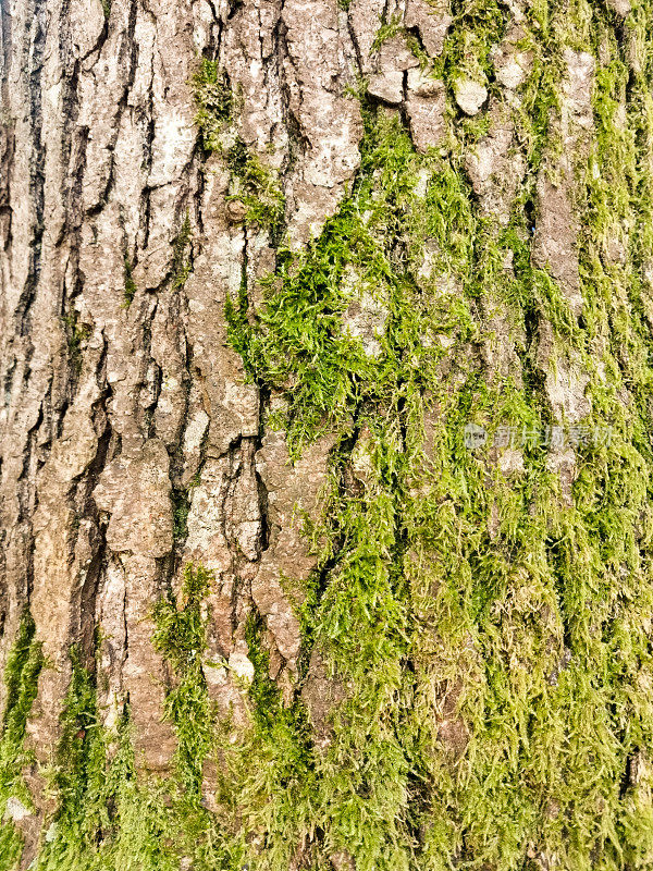 苔藓长在树干上