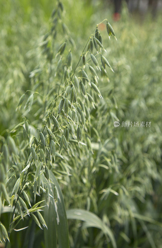 农田中的绿色燕麦植物(燕麦)