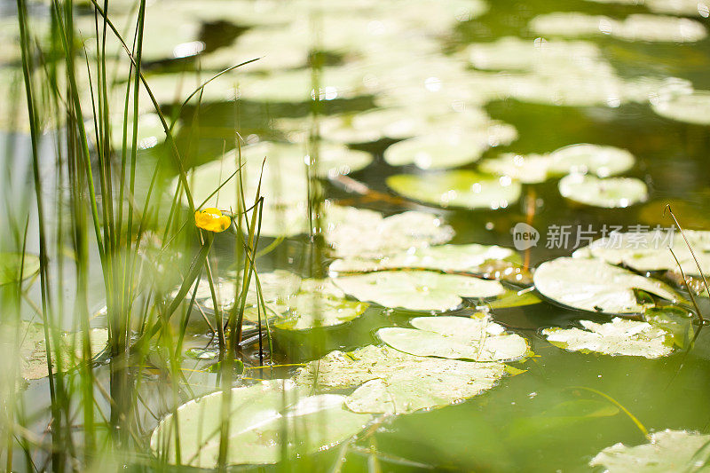 长满了马尾草和睡莲的小湖，湖水浑浊