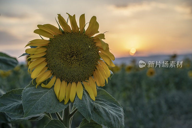 夕阳下的向日葵田