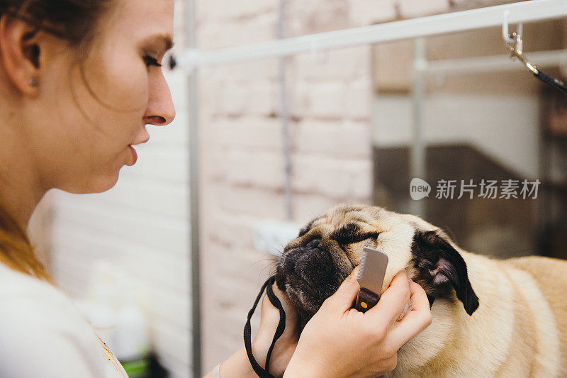 年轻女子美容师照顾狗哈巴狗在宠物水疗护理