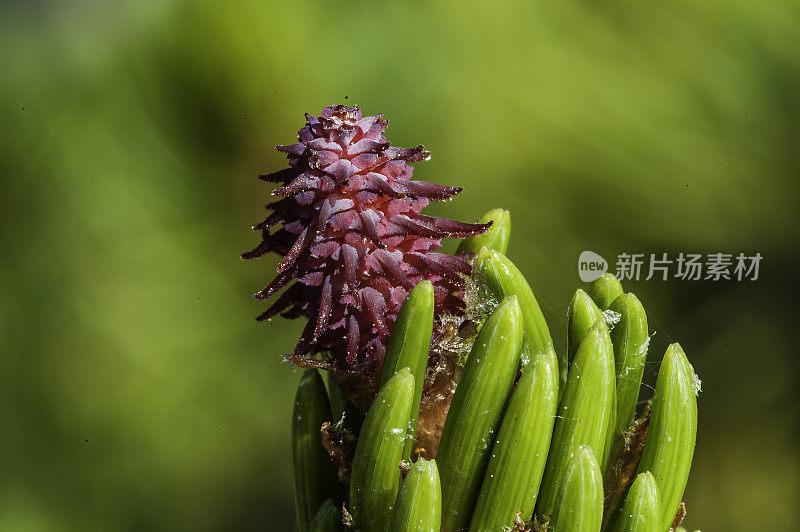 狐尾松雌球果;龙尾松，古狐尾松林;加州白山的Inyo国家森林