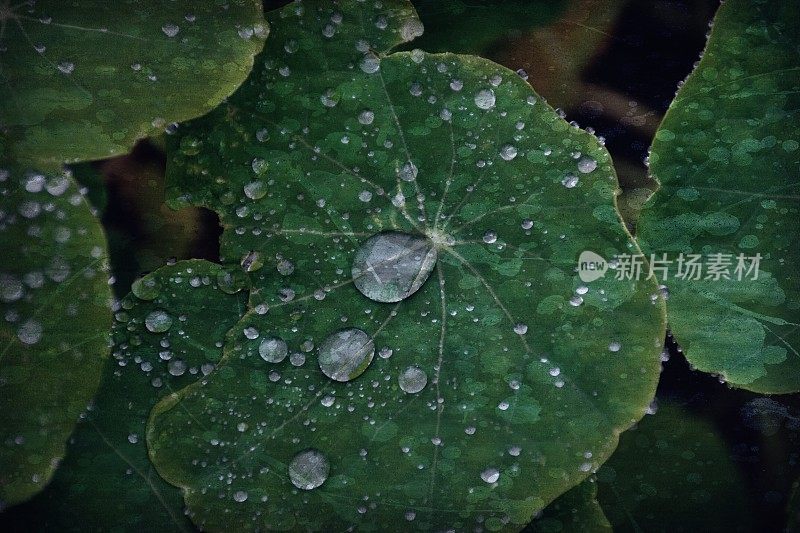 旱金莲叶上的雨滴具有年代Grunge效应