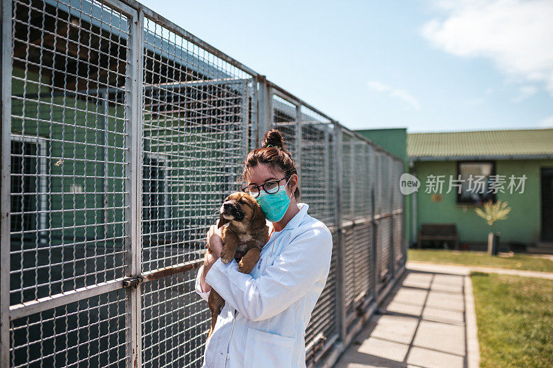 动物收容所的兽医正在检查狗的健康状况。
