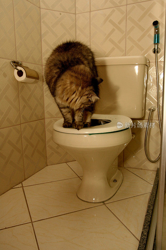 猫用厕所