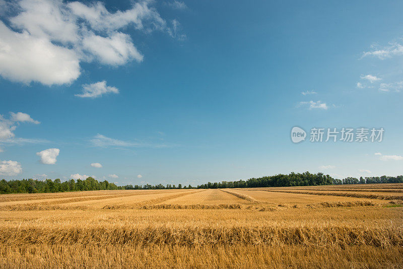 加拿大的农田——蓝天下收获的麦田
