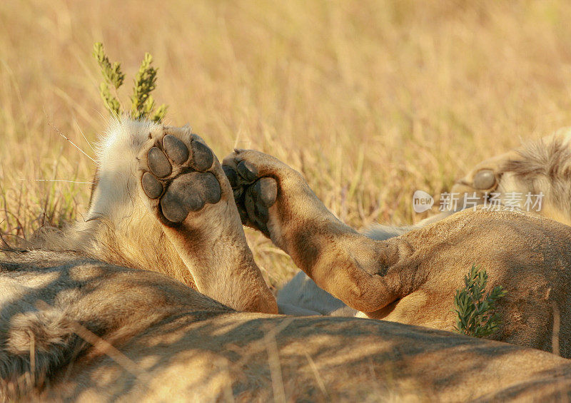 这是一只正在睡觉的野狮子的爪子悬在空中的特写