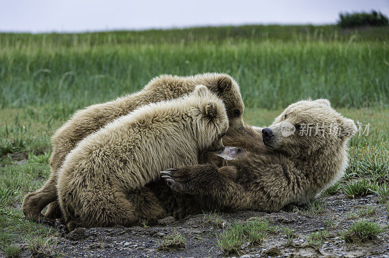 阿拉斯加半岛棕熊母熊和幼崽的护理，小熊arctros，在哈罗湾，卡特迈国家公园，阿拉斯加。