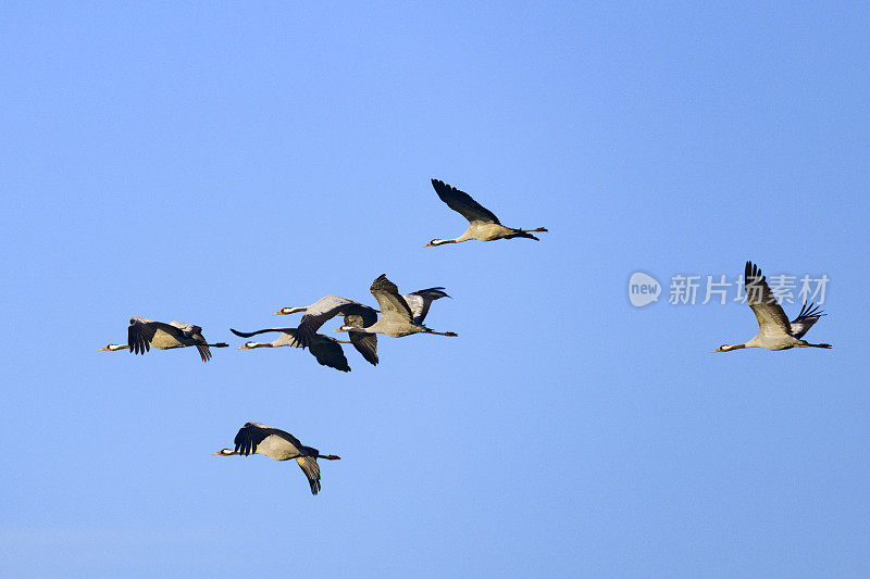 在秋季迁徙期间，鹤类在半空中飞行