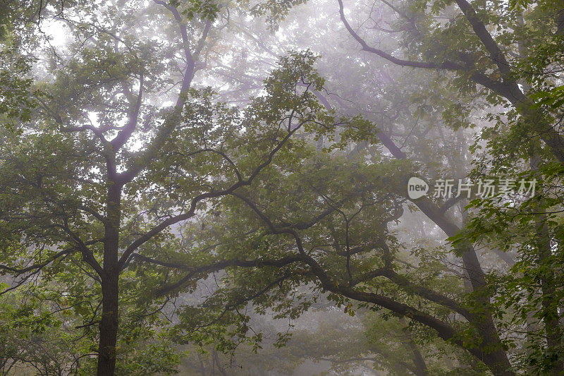 在一个雾蒙蒙的秋天早晨，在山毛榉林中向上看