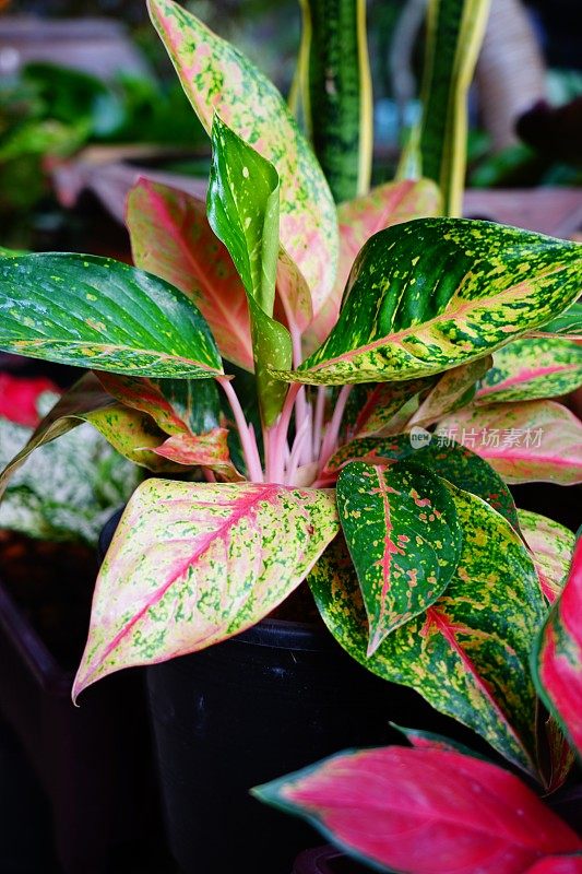 粉色和绿色的Aglaonema