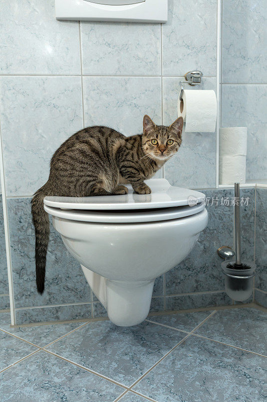 小灰虎斑猫坐在人类厕所上，