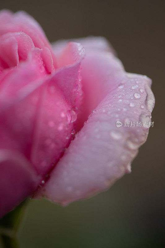 特写粉红玫瑰口花。