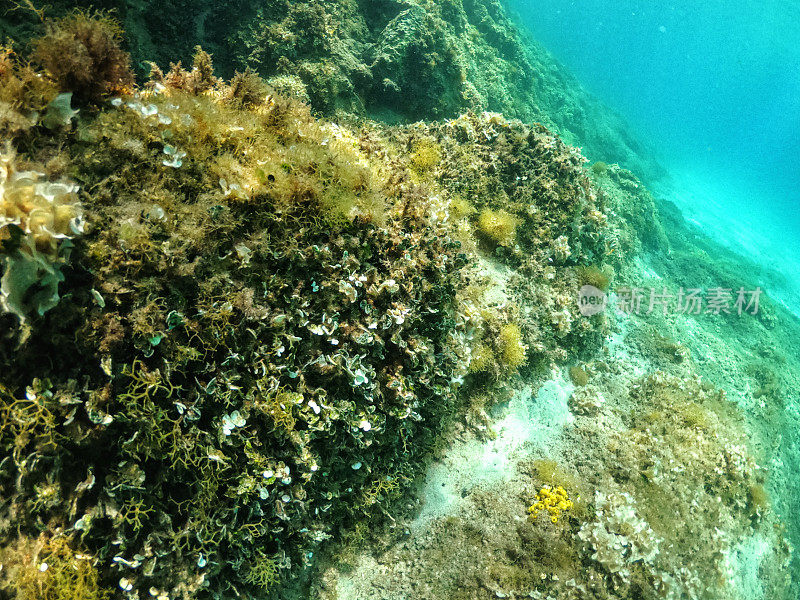 潜入水下，在希腊岛上清澈的泻湖中探索热带珊瑚礁