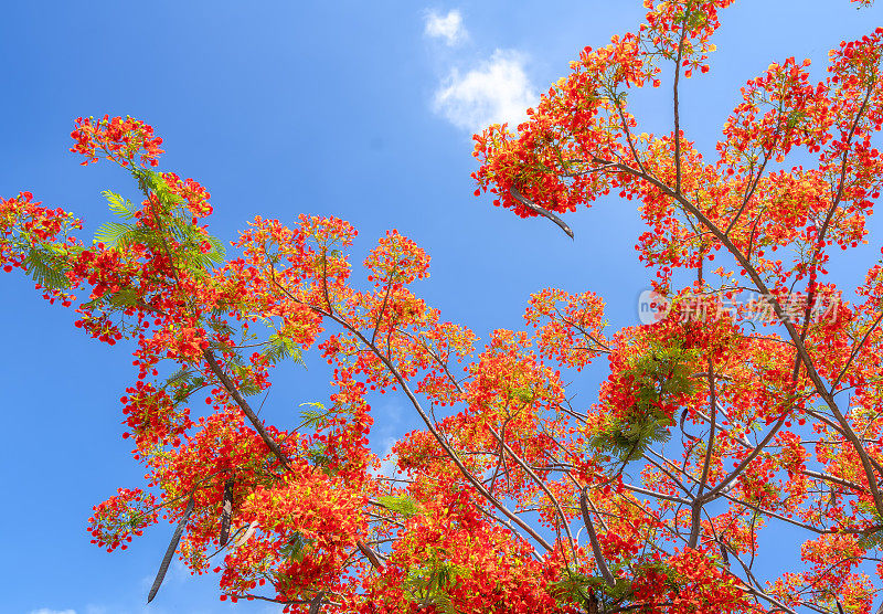 红色的皇家poinciana花盛开在夏天