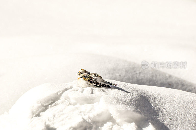 阿拉斯加内陆的雪旗