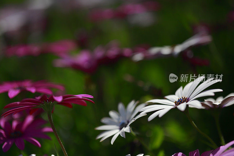 雏菊白色紫色Gazania特写花拷贝空间