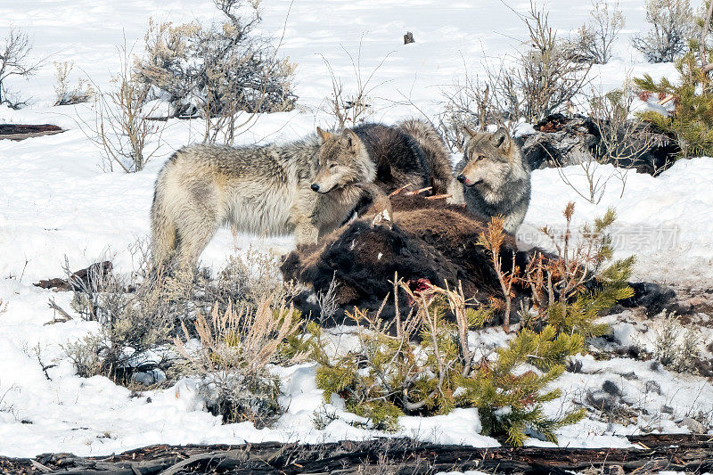 在黄石国家公园里，马鹿灰狼群中的狼用犬齿咬死的野牛