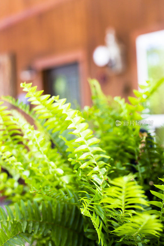 可爱郁郁葱葱的绿色波士顿蕨在门廊的乡村小屋的家。