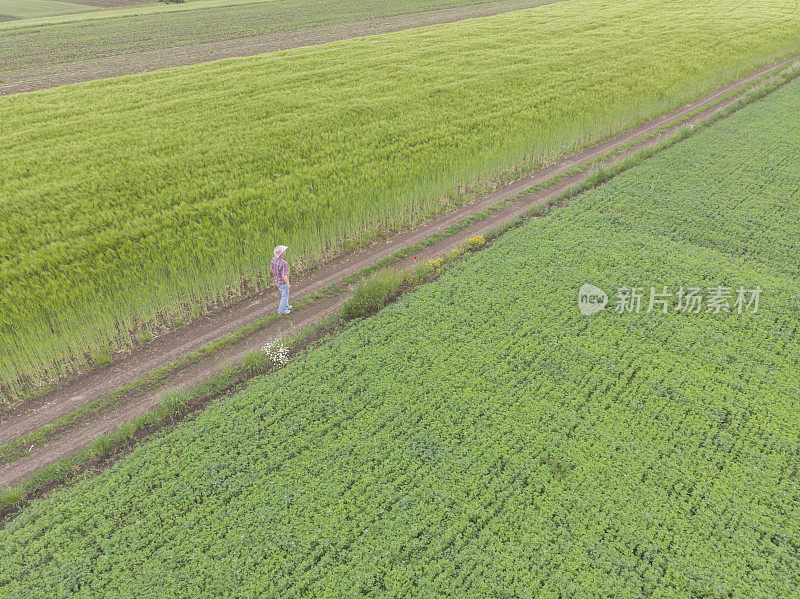 一个成年的农民在他绿色的农场里在春天的时候耕种田野。鸟瞰图。