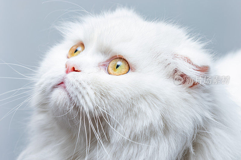 白色，长毛苏格兰折叠小猫肖像