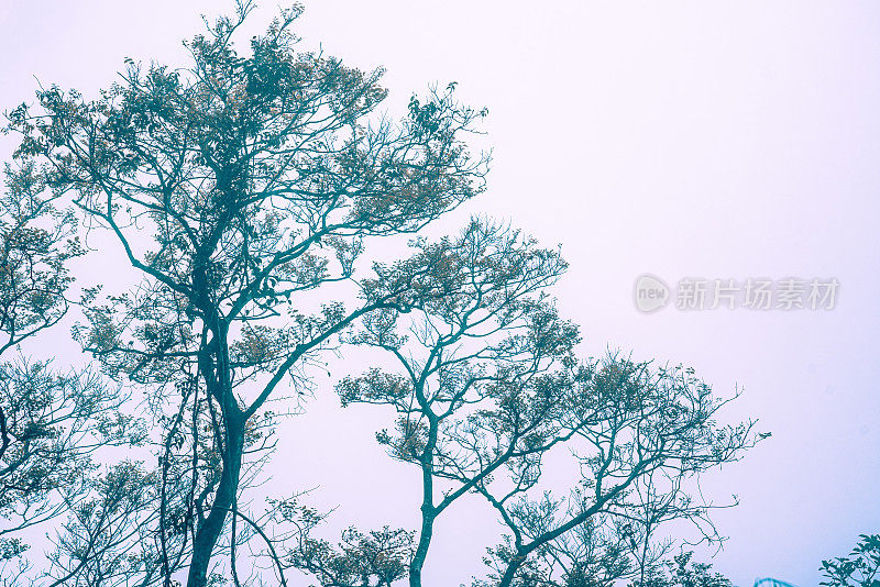 迷雾中的神秘森林，蓝雾中的树枝剪影