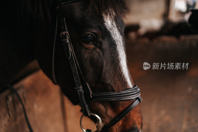 特写镜头棕色马头与白色图案的马厩