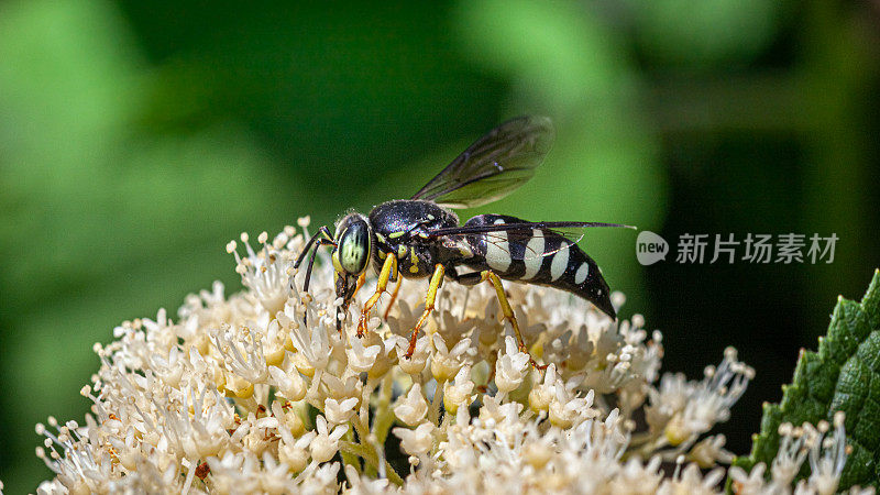 两栖黄蜂，四头两栖黄蜂。Wasp。