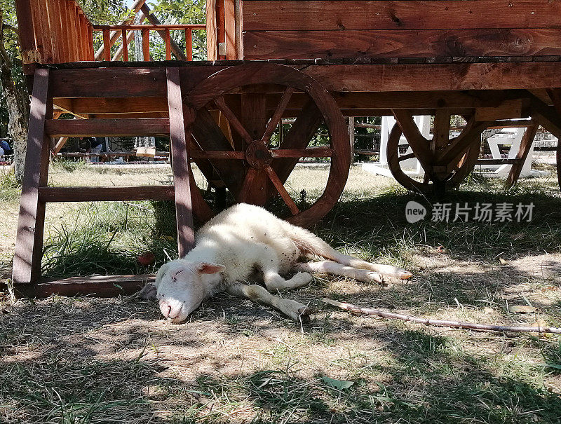 从小绵羊身上剪下来的