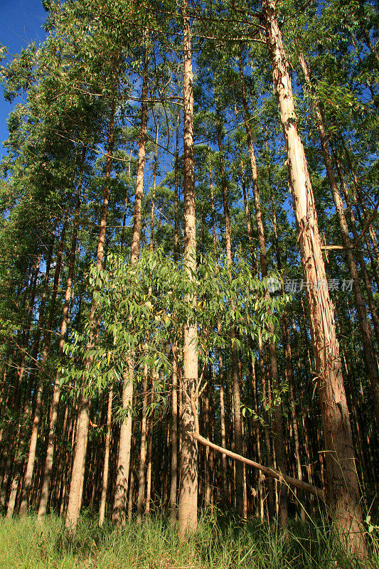 在巴伊亚南部种植桉树