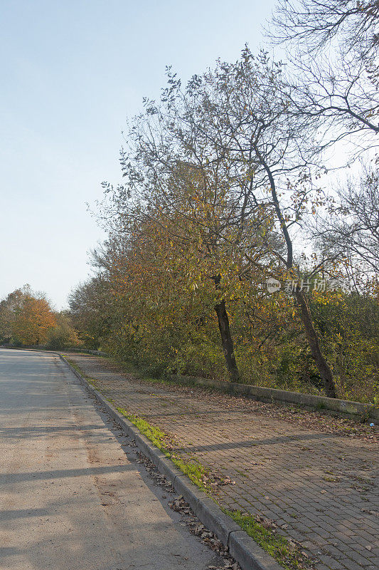 孤独的道路附近的秋树。