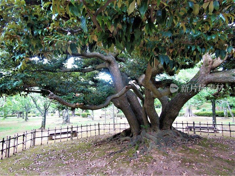 日本。8月。日本花园的老树。