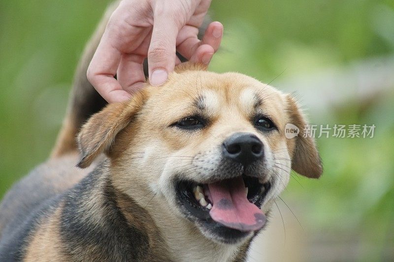 野生宠物狗