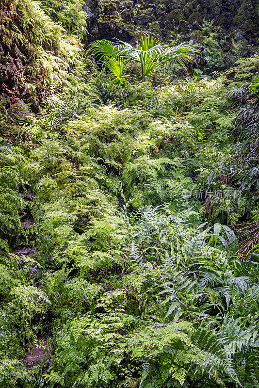 陡峭山坡上的蕨类植物和棕榈树
