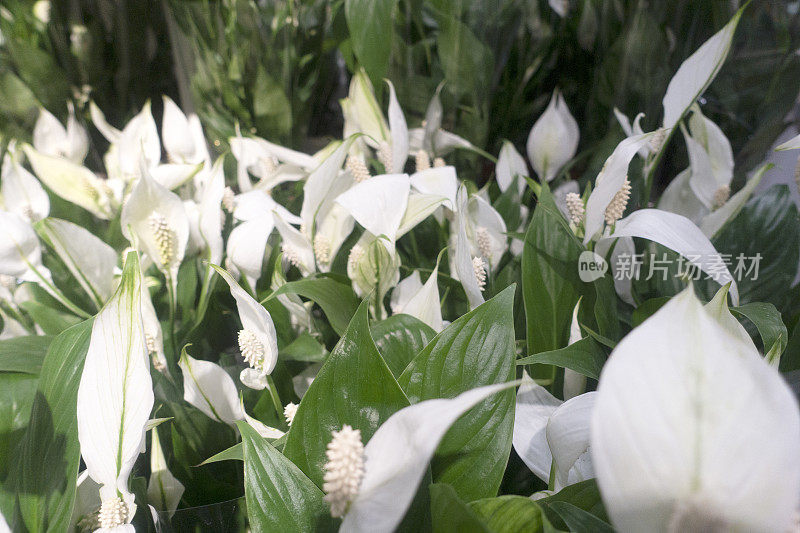 植物和织物花的特写