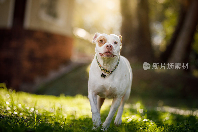 比特犬在院子里奔跑