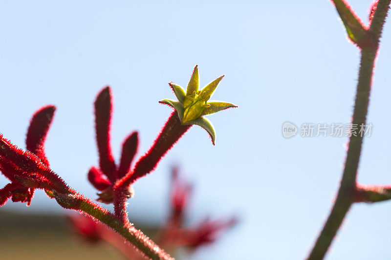 红色袋鼠爪花蕾和花，微距摄影，背景与复制空间