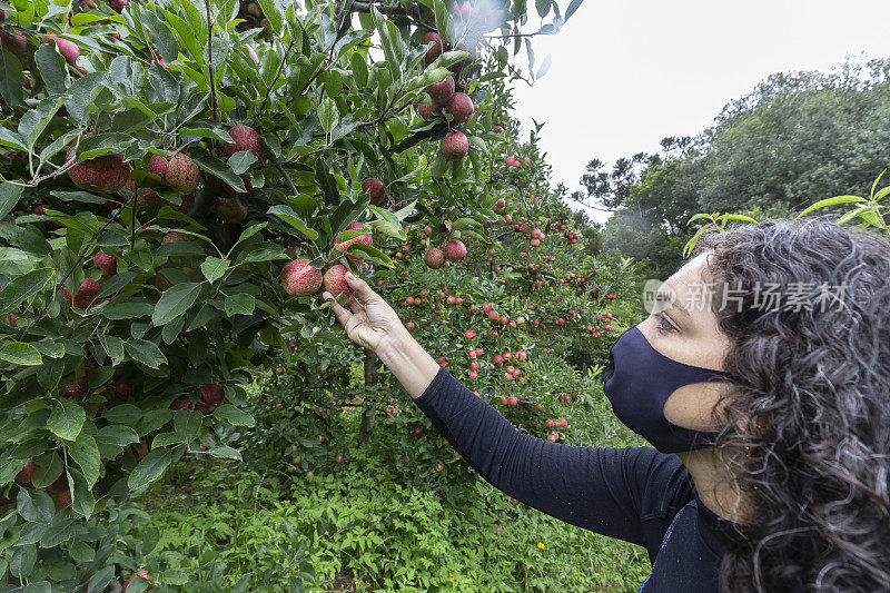 在山区带着面具在种植园里摘苹果的卷发女人