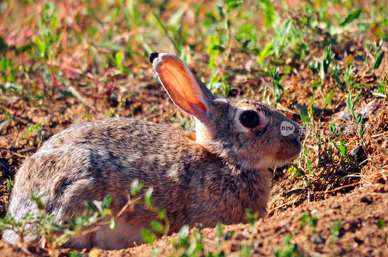 美国科罗拉多州丹佛县田野里的东部棉尾兔