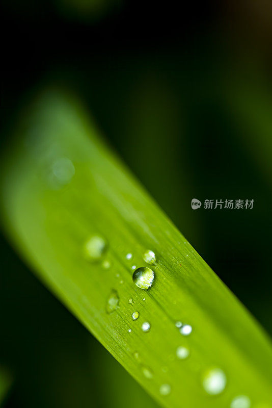 叶与雨滴