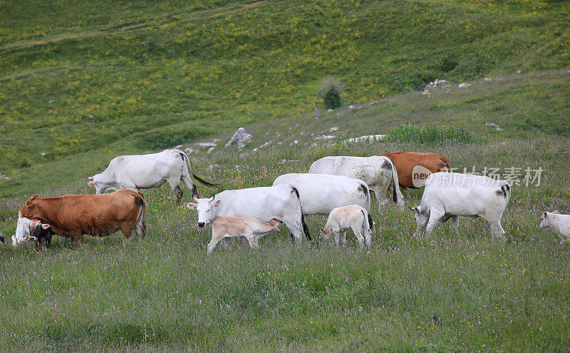 在高山草地上吃草的哺乳小牛和其他母牛