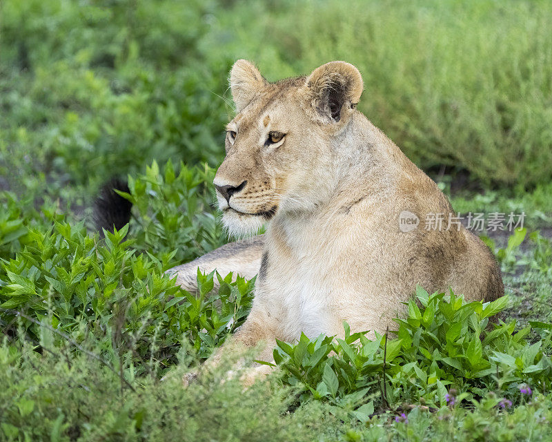 草原上的母狮