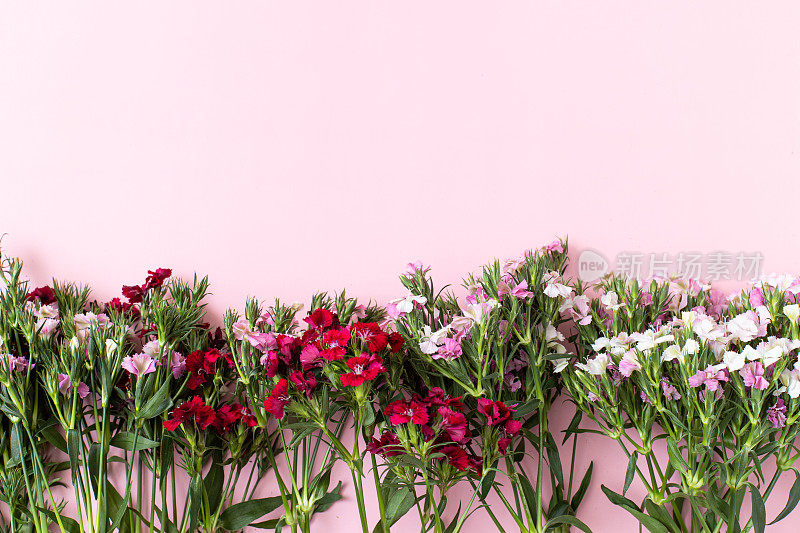 夏天的花平躺在粉红色的背景。俯视图组成与五颜六色的野花。