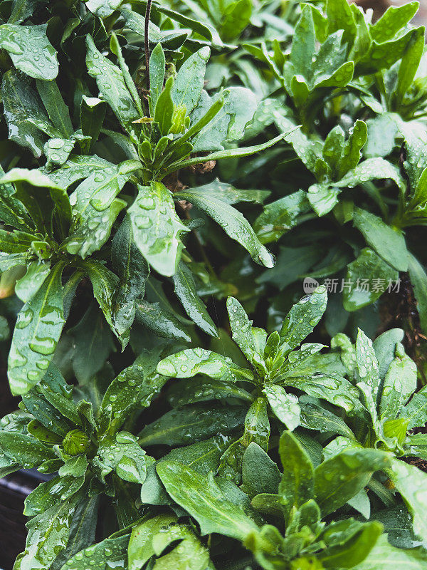 绿色的花园植物被雨滴覆盖。