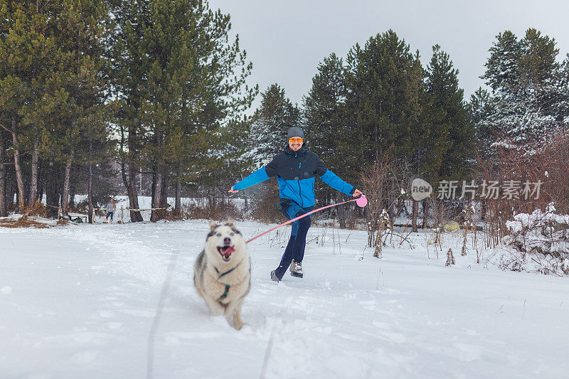 年轻人和西伯利亚哈士奇在雪地里嬉戏奔跑